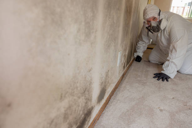 Professional Mold Removal in Akwesasne, NY